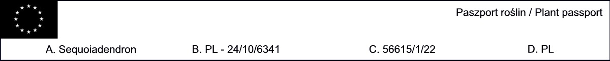 Mamutowiec olbrzymi (Sequoiadendron giganteum) - Sadzonki