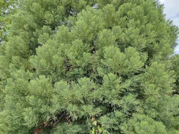 Mamutowiec olbrzymi (Sequoiadendron giganteum) - Sadzonki