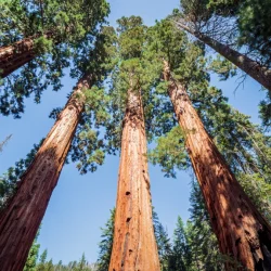 Mamutowiec olbrzymi (Sequoiadendron giganteum) - Sadzonki