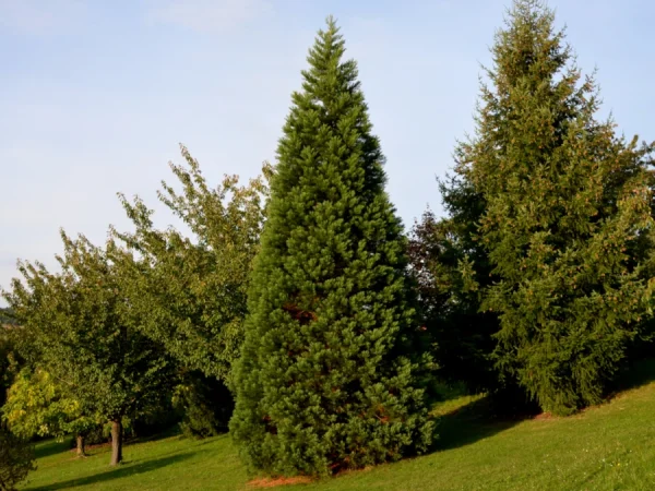 Mamutowiec olbrzymi (Sequoiadendron giganteum) - Sadzonki