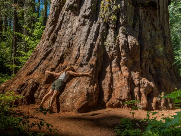 Mamutowiec olbrzymi (Sequoiadendron giganteum) - Sadzonki