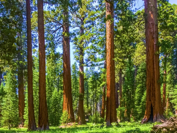 Mamutowiec olbrzymi (Sequoiadendron giganteum) - Sadzonki