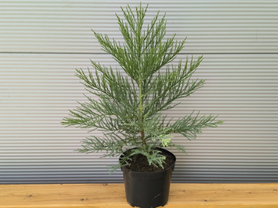 Mamutowiec olbrzymi (Sequoiadendron giganteum) - Sadzonki w doniczkach C5