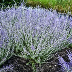 Perovskia łobodolistna LITTLE SPIRE - sadzonki