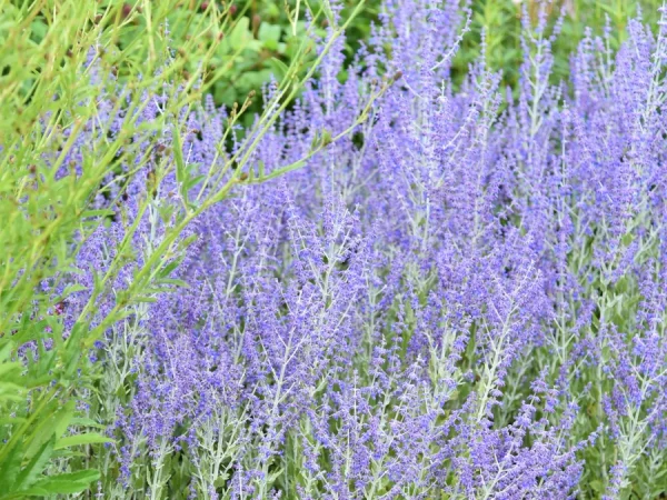 Perovskia łobodolistna LITTLE SPIRE - sadzonki