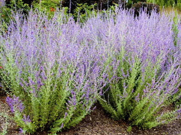 Perovskia łobodolistna LITTLE SPIRE - sadzonki