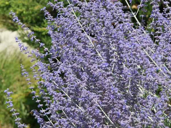 Perovskia łobodolistna LITTLE SPIRE - sadzonki