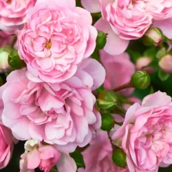 Róża okrywowa THE FAIRY - sadzonki