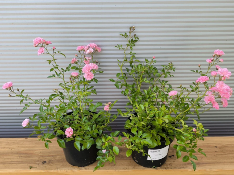 Róża okrywowa THE FAIRY - sadzonki w doniczkach C2