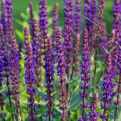 Szałwia omszona CARADONNA - sadzonki