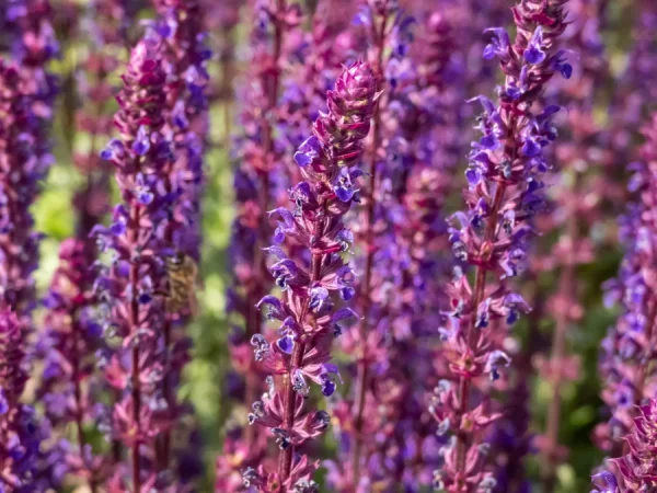 Szałwia omszona CARADONNA - sadzonki