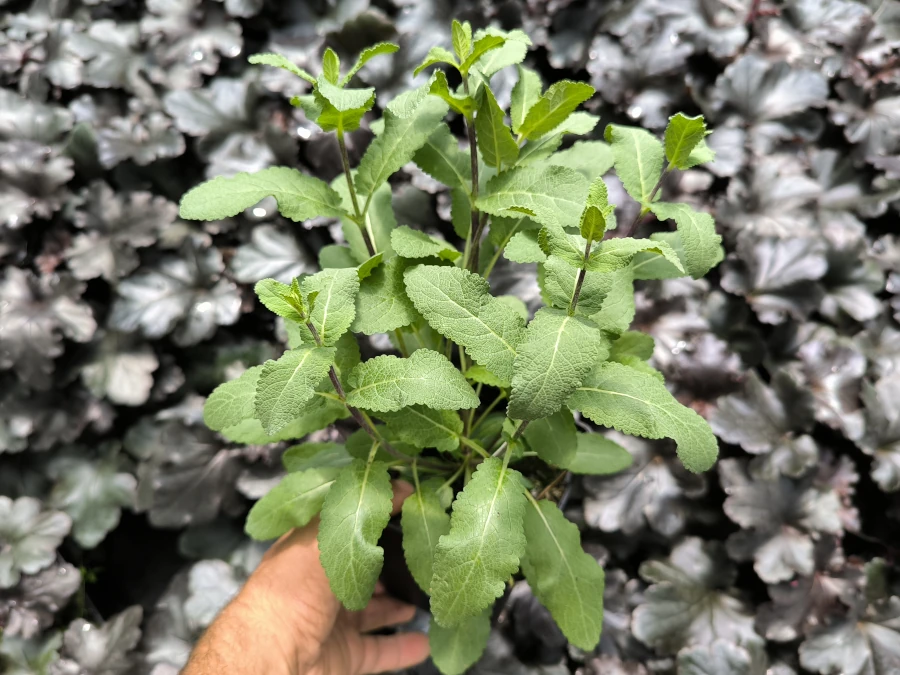 Szałwia omszona CARADONNA - sadzonki w doniczkach P11