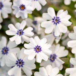 Floks szydlasty BAVARIA