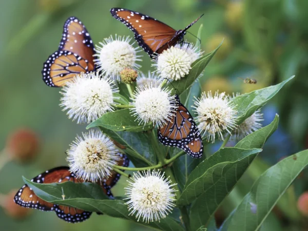 Guzikowiec zachodni - sadzonki