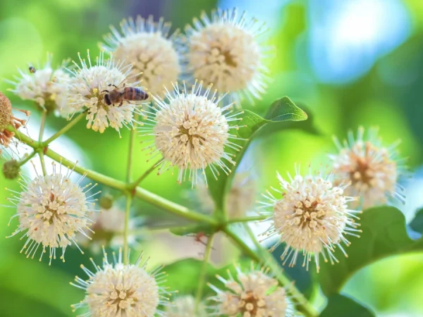 Guzikowiec zachodni - sadzonki