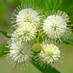 Guzikowiec zachodni - sadzonki