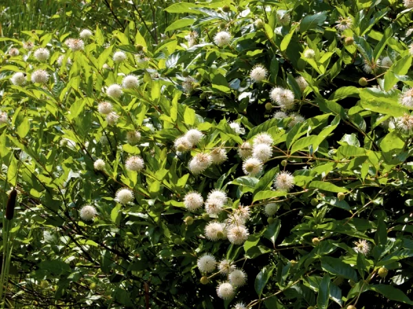 Guzikowiec zachodni - sadzonki