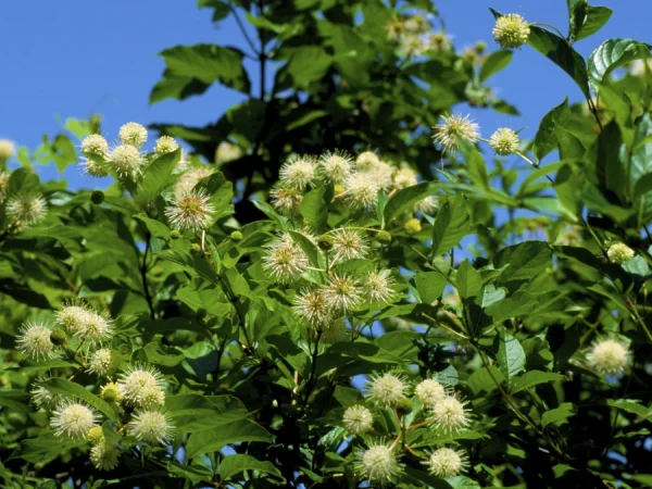 Guzikowiec zachodni - sadzonki