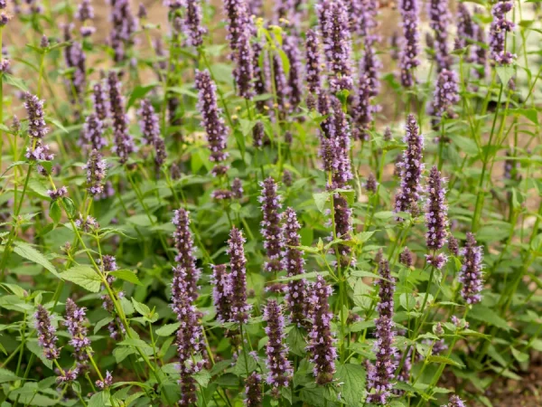 Kłosowiec BLACK ADDER - sadzonki