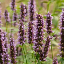 Kłosowiec BLACK ADDER - sadzonki