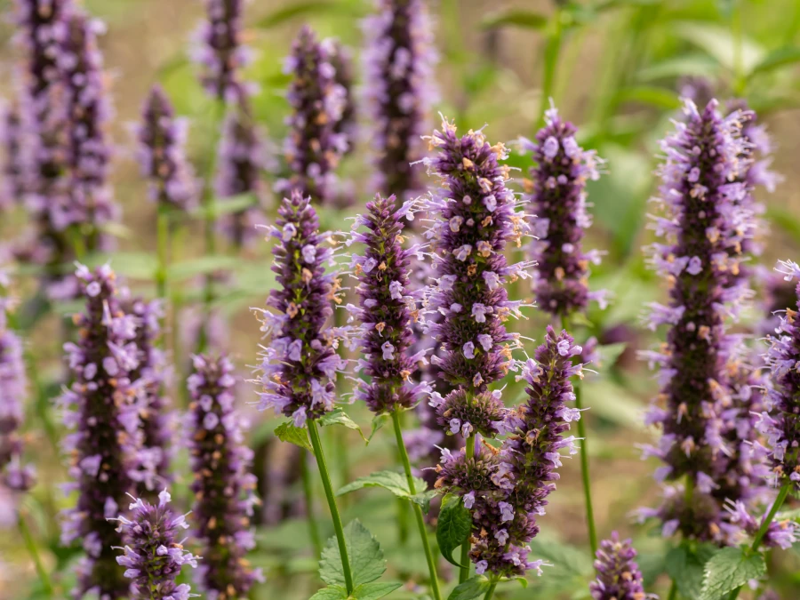 klosowiec-black-adder-sadzonki-2 Kłosowiec BLACK ADDER - sadzonki