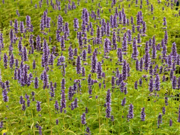 Kłosowiec BLACK ADDER - sadzonki