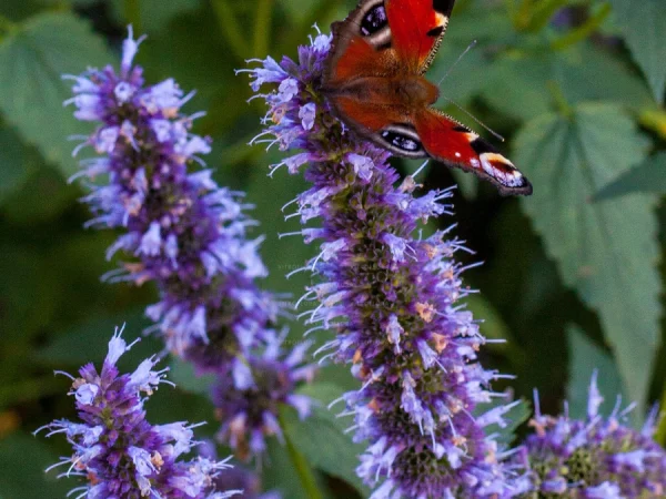 Kłosowiec BLACK ADDER - sadzonki