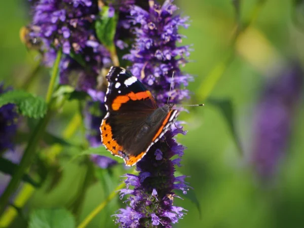 Kłosowiec BLACK ADDER - sadzonki