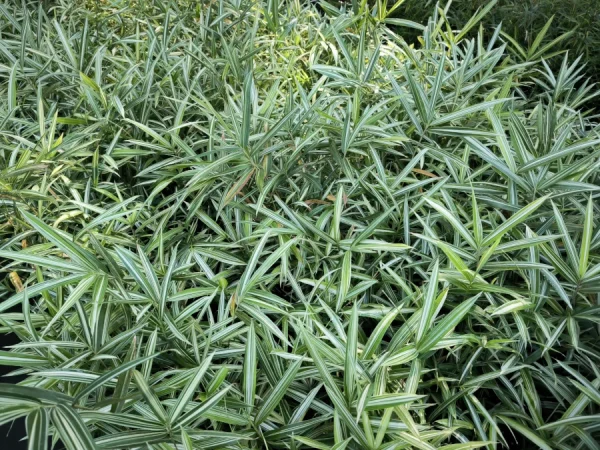 Plejoblast pstry VARIEGATUS (bambus okrywowy) - Sadzonki