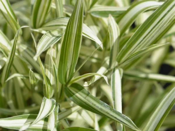 Plejoblast pstry VARIEGATUS (bambus okrywowy) - Sadzonki