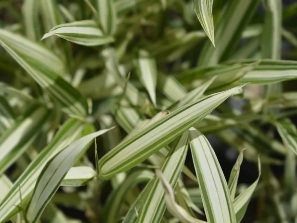 Plejoblast pstry VARIEGATUS (bambus okrywowy) - Sadzonki