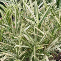 Plejoblast pstry VARIEGATUS (bambus okrywowy) - Sadzonki