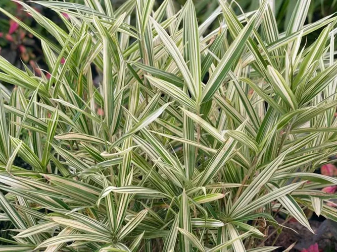 plejoblast-pstry-variegatus-sadzonki-5 Plejoblast pstry VARIEGATUS (bambus okrywowy) - Sadzonki