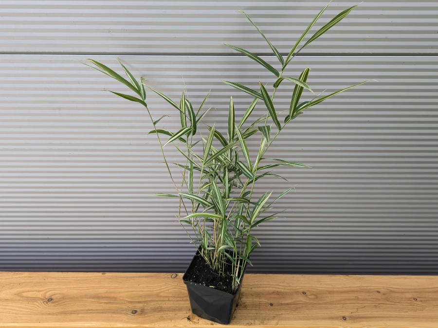 plejoblast-pstry-variegatus-sadzonki-p13 Plejoblast pstry VARIEGATUS - sadzonki w doniczkach P13