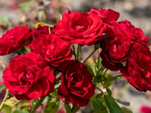 Róża okrywowa FAIRY DANCE Harvard - sadzonki