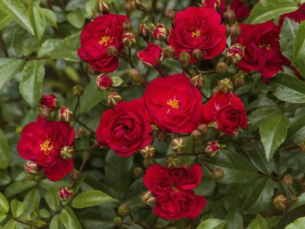 Róża okrywowa FAIRY DANCE Harvard - sadzonki