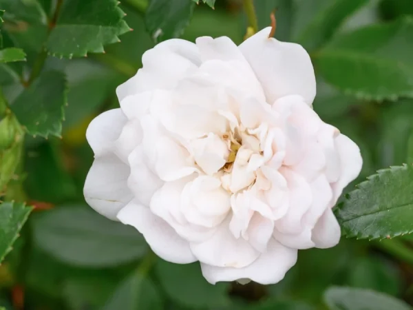 Róża okrywowa WHITE FAIRY - sadzonki