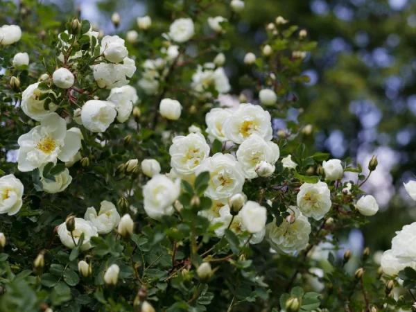 Róża okrywowa WHITE FAIRY - sadzonki