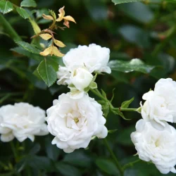 Róża okrywowa WHITE FAIRY - sadzonki