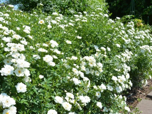 Róża okrywowa WHITE FAIRY - sadzonki