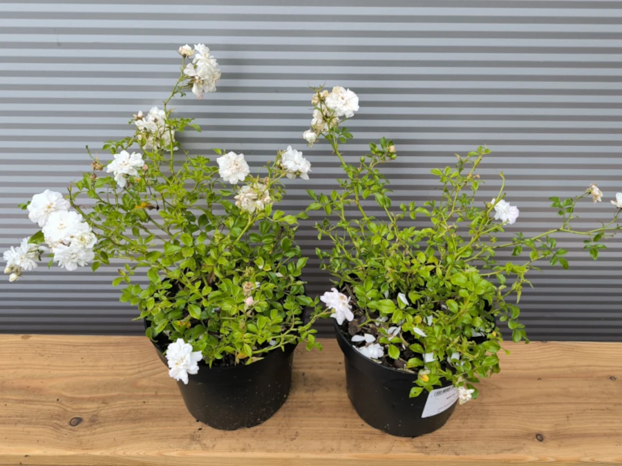 Róża okrywowa WHITE FAIRY - sadzonki w doniczkach C2